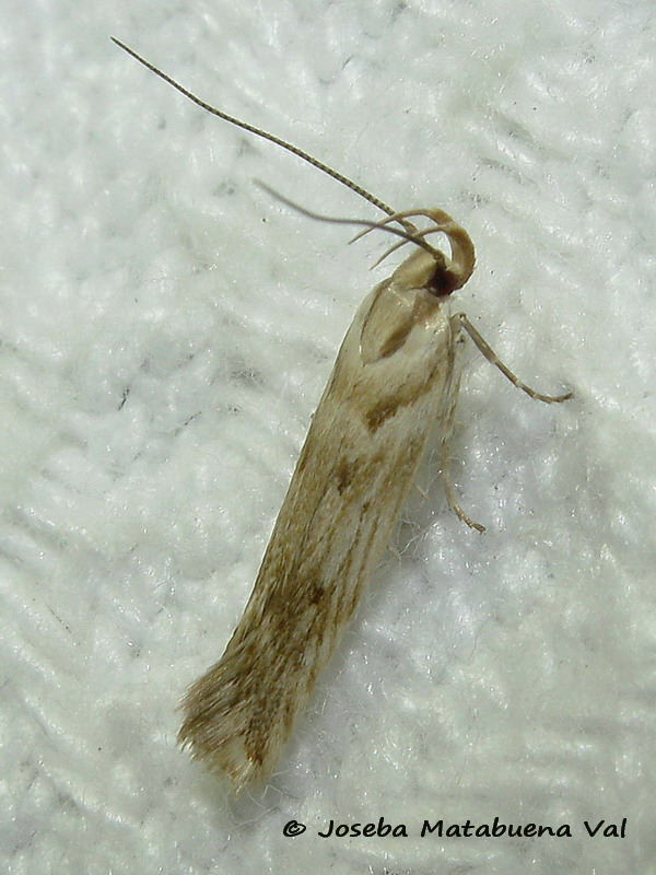 Micro da ID: Stomopteryx detersella - Gelechiidae